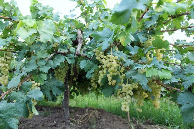 Miskali Grape