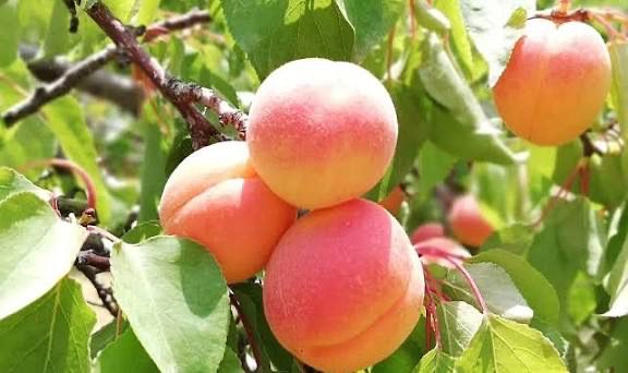 Teberze Apricot