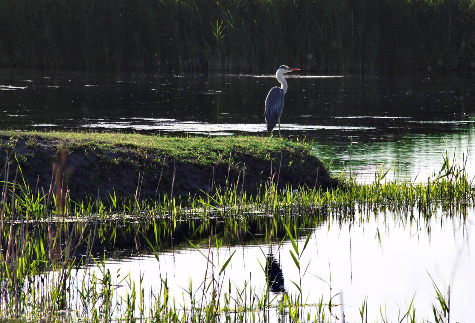 Bird Sanctuary